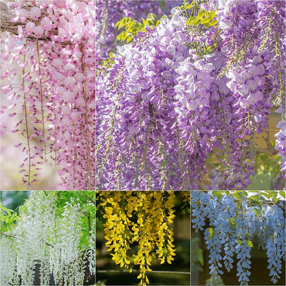 🌸Nasiona glicynii – kaskadowe piękno ogrodu przez cały rok💗