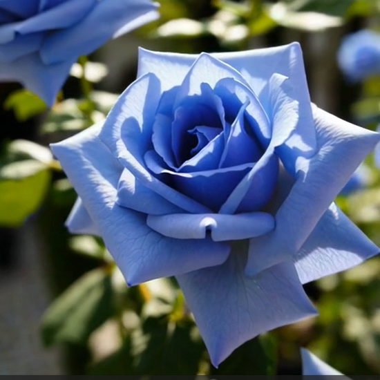 💙NASIONA RÓŻY BLUE ENCHANTRESS✨