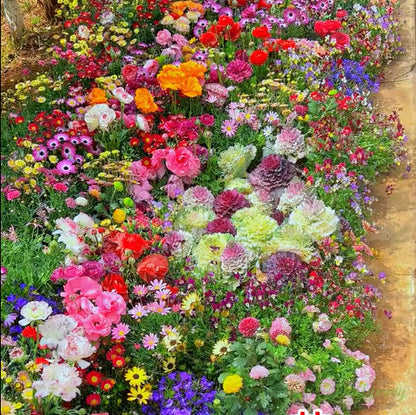 🔥Ostatni dzień wyprzedaży💐Mieszane nasiona kwiatów bylinowych - ponad 60 rodzajów mieszanych