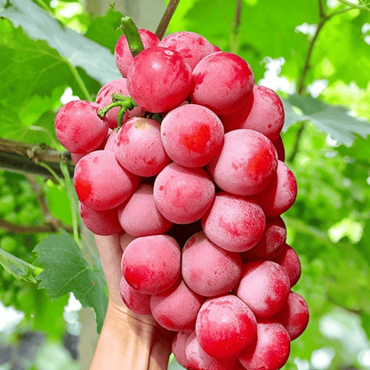 Nowa, limitowana odmiana – nasiona winogron Queen Nina dla słodkich, soczystych zbiorów ogrodowych 🍇