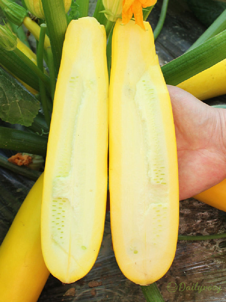 Bananowa cukinia - Złota cukinia🌿Można uprawiać przez cały rok