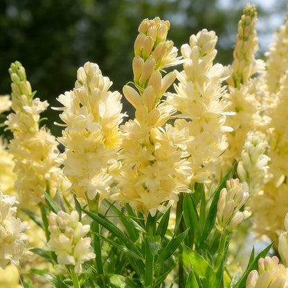 🌺Podwójne perfumowane cebulki tuberozy – Moon Garden Flower
