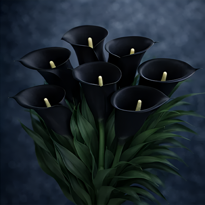 🌷Tajemnicza lilia Aurora Calla