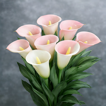 🌷Tajemnicza lilia Aurora Calla