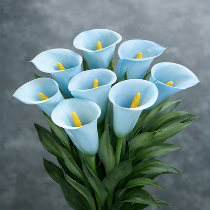 🌷Tajemnicza lilia Aurora Calla