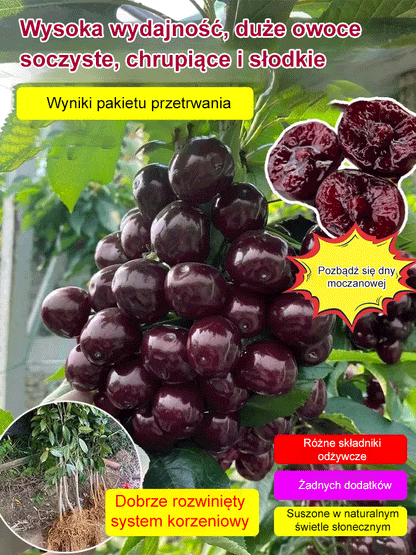 Pestki wiśni Chelsea (90% przeżywalności)