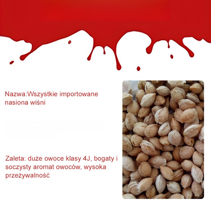 Pestki wiśni Chelsea (90% przeżywalności)