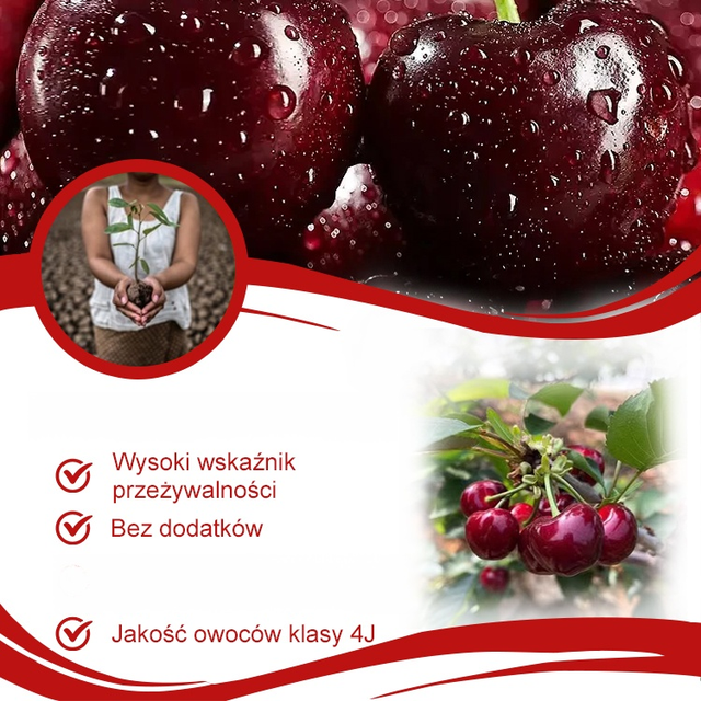 Importowane nasiona chilijskiej wiśni