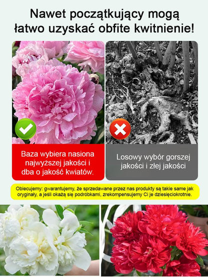 [Nasiona piwonii dwupłatkowej] Jedno nasiono, morze kwiatów