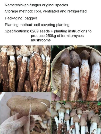 Autentyczna odmiana grzyba „Jizong”