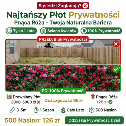 Nasiona róży wielokwiatowej kwitnącej przez cztery pory roku