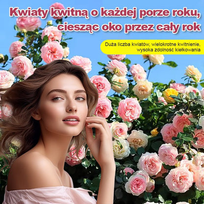 Nasiona róży wielokwiatowej kwitnącej przez cztery pory roku