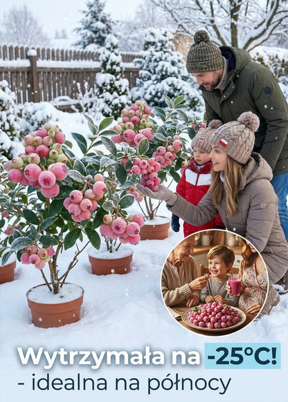 [Piękne i pyszne] Nasiona borówki Pink Lady, która w tym roku zaowocuje