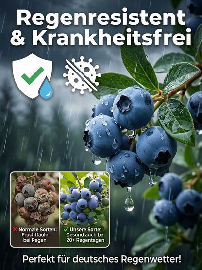Organiczna roślina borówki amerykańskiej o dużych owocach i wysokim plonie (gwarancja zwrotu pieniędzy)