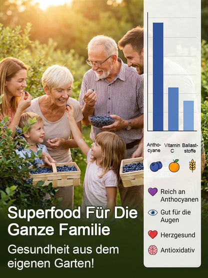 Organiczna roślina borówki amerykańskiej o dużych owocach i wysokim plonie (gwarancja zwrotu pieniędzy)