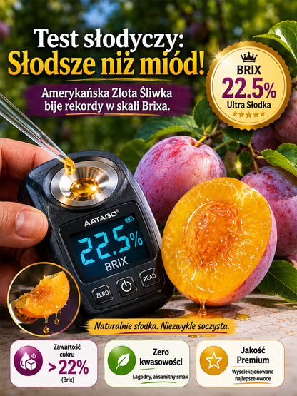Dwuletnia szczepiona śliwa premium | Zbiór w pierwszym roku | Wysokoplenna odmiana europejska | Łatwa w uprawie