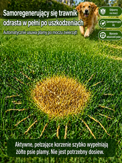 JS-[99% kiełkowania w 7 dni] Nasiona traw wieloodmianowych