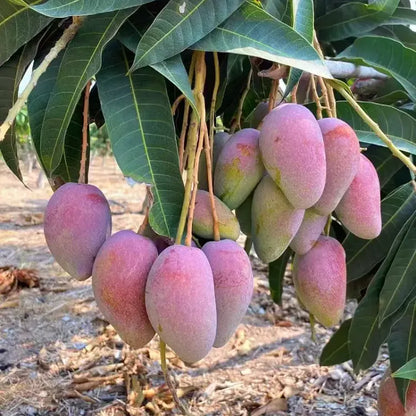 🥭 Aksamitne, słodkie i soczyste sadzonki mango – poczuj smak tropików we własnym domu 🌴