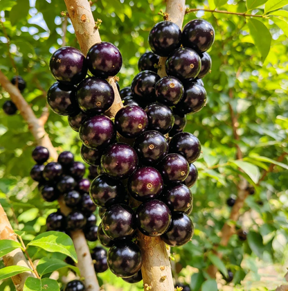 🍃 Seria Heirloom Manor: Zestaw 13 wybranych nasion owoców (bez GMO) 🌳 – Najlepiej sprzedający się produkt