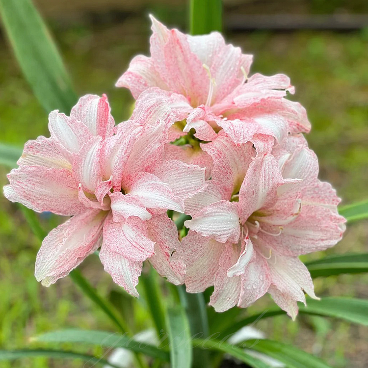 Cebulki amarylisów o podwójnych kwiatach🌼