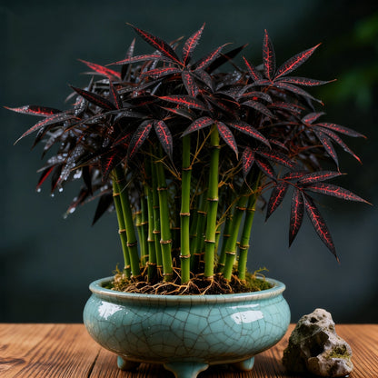 🌿 DreamBamboo — wielokolorowy cyprysik Lucky Bamboo
