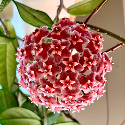 ✨Cebule Hoya – gwiazdy spadające z nieba✨