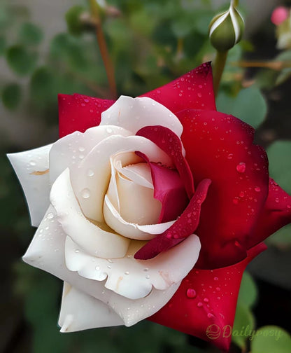 🌹 200/1000 szt. rzadkich nasion bliźniaczej czerwonej i białej róży — Vibrant Garden Blooms
