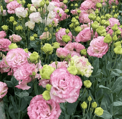 🔥Ostatni dzień wyprzedaży💝Eustoma Thornless Rose💐Lisianthus Seeds