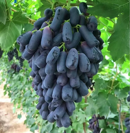 🔥 OSTATNI DZIEŃ PROMOCJI - 30% ZNIŻKI 💜 Winogrona Sweet Sapphire (rzadkie winogrona palczaste) 🍇
