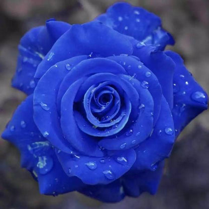 💙NASIONA RÓŻY BLUE ENCHANTRESS✨