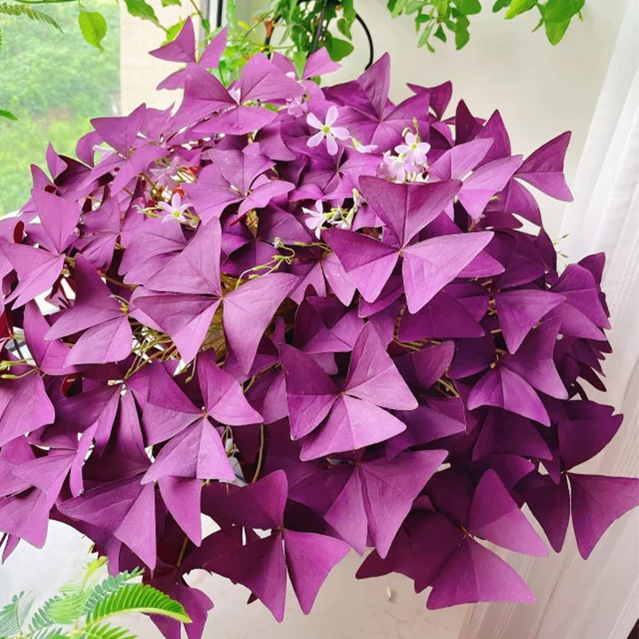 💜Cebule szczawika Purple Luck
