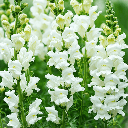 Nasiona lwiej paszczy Royal Garden – wybór ogrodników dla wysokich, kolorowych kwiatów ciętych 🌸