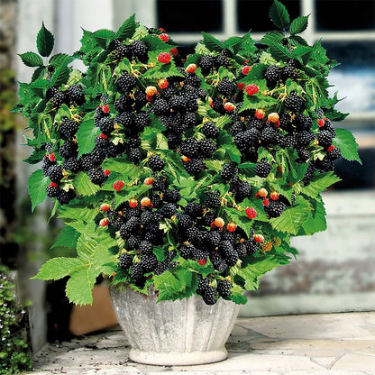 🔥Słodkie gigantyczne nasiona jeżyny