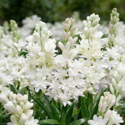 🌺Podwójne perfumowane cebulki tuberozy – Moon Garden Flower