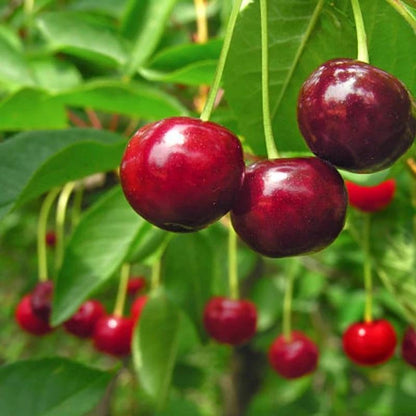 🏆SPRZEDANO PONAD 75 000 SZTUK!🌳Nasiona wiśni — pyszne, świeże wiśnie czekają na Twoje zbiory!