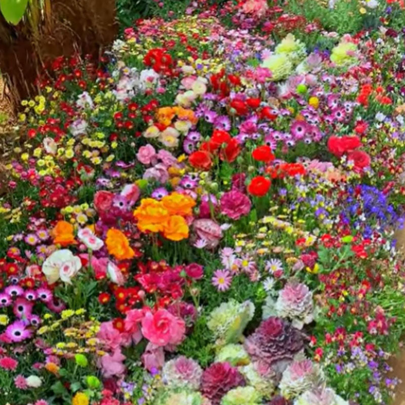 🔥Ostatni dzień wyprzedaży💐Mieszane nasiona kwiatów bylinowych - ponad 60 rodzajów mieszanych