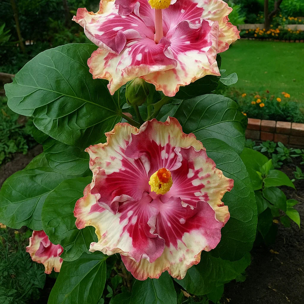🔥 GORĄCA WYPRZEDAŻ - 50% TANIEJ 🔥🌸 Nasiona podwójnego hibiskusa – łatwe w uprawie 🌸