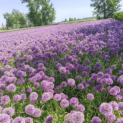 Allium Giganteum Ozdobny kwiat cebulowy