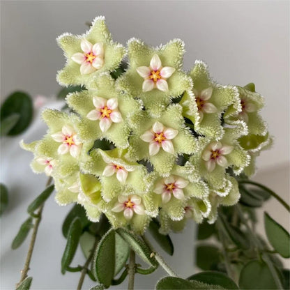 ✨Cebule Hoya – gwiazdy spadające z nieba✨