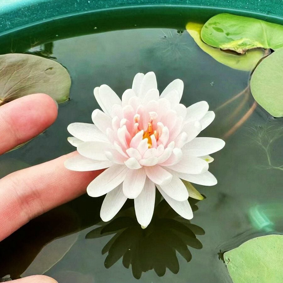 💐Święta misa do bonsai - kwiat lotosu