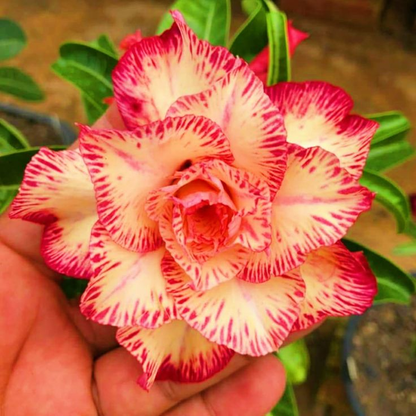 🔥Wyhoduj Królową Pustyni – teraz w obniżonej cenie!🎁 😍Uwielbia kwitnąć, długi okres kwitnienia 🌵 Róża Pustyni
