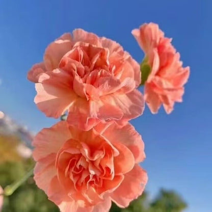 Zapachowy urok ogrodu – uprawiaj klasyczne goździki, które zachwycają o każdej porze roku🌺