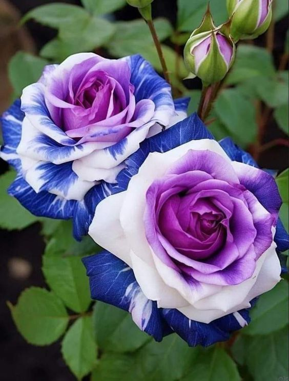 💙NASIONA RÓŻY BLUE ENCHANTRESS✨