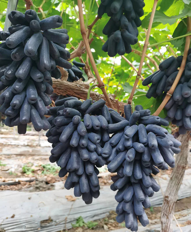 🔥 OSTATNI DZIEŃ PROMOCJI - 30% ZNIŻKI 💜 Winogrona Sweet Sapphire (rzadkie winogrona palczaste) 🍇