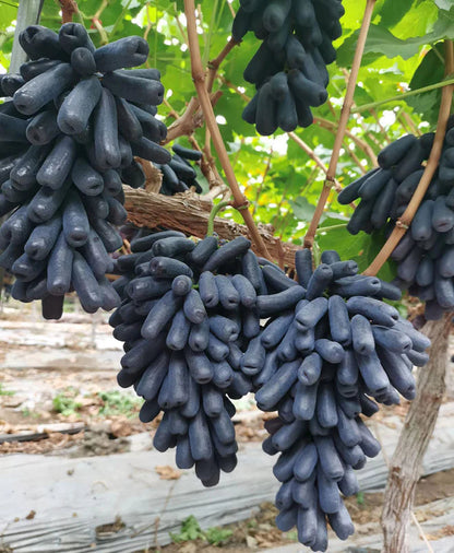 🔥 OSTATNI DZIEŃ PROMOCJI - 30% ZNIŻKI 💜 Winogrona Sweet Sapphire (rzadkie winogrona palczaste) 🍇
