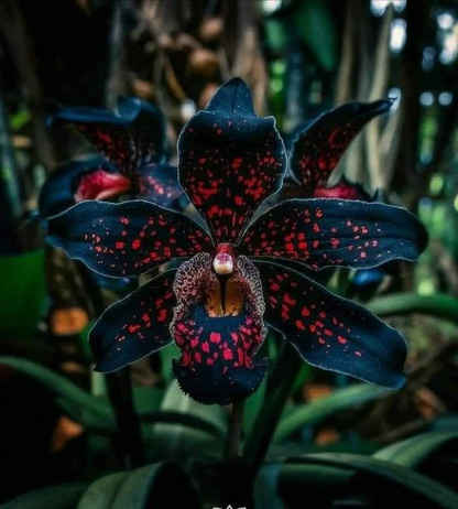 Nasiona motyla irysa