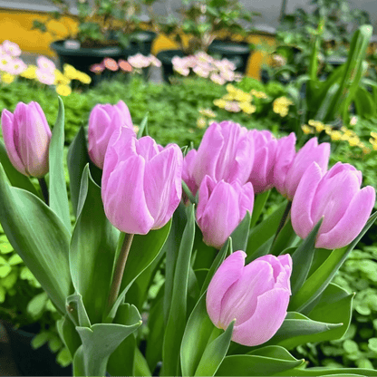🌷Rzadkie nasiona tulipanów – kolorowe wiosenne kwiaty do doniczek, rabat i ogrodów