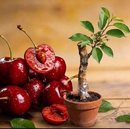 🌿Ekstra duże nasiona wiśni Gomahali🍒