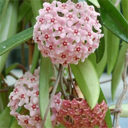 ✨Cebule Hoya – gwiazdy spadające z nieba✨