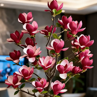 Cebule Magnolia liliiflora (fioletowe orchidee) 🌸 Kwiaty ukrywają liście, zapach wypełnia powietrze